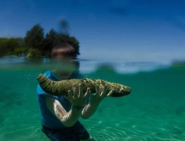 Μανία για το πολύτιμο «αγγούρι της θάλασσας»: Ο μεζές των 3.500 ευρώ που έχει κοστίσει τη ζωή σε 40 δύτες